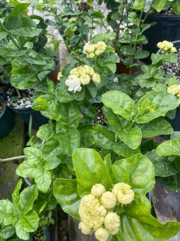 Jasmine_Plant_(Hybrid,_Pack_of_1)