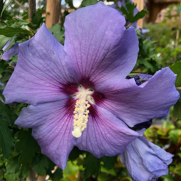 Hibiscus_Plant_(Hybrid,_Pack_of_1)