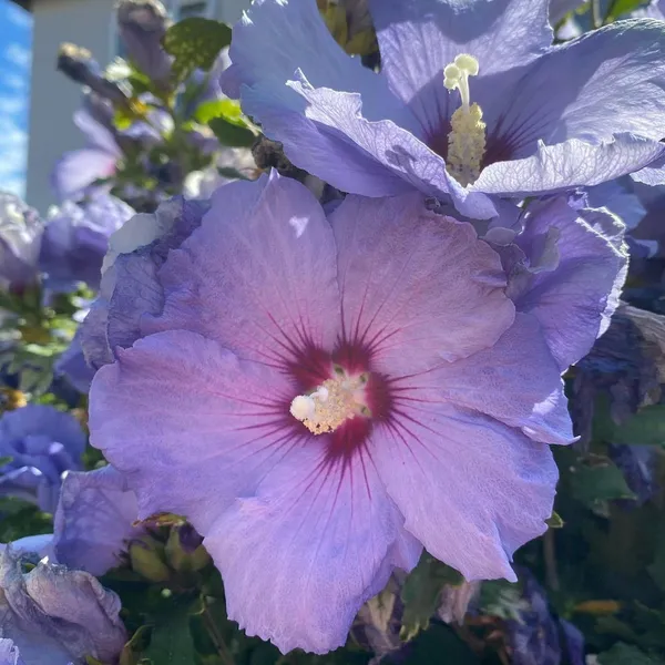 Hibiscus_Plant_(Hybrid,_Pack_of_1)