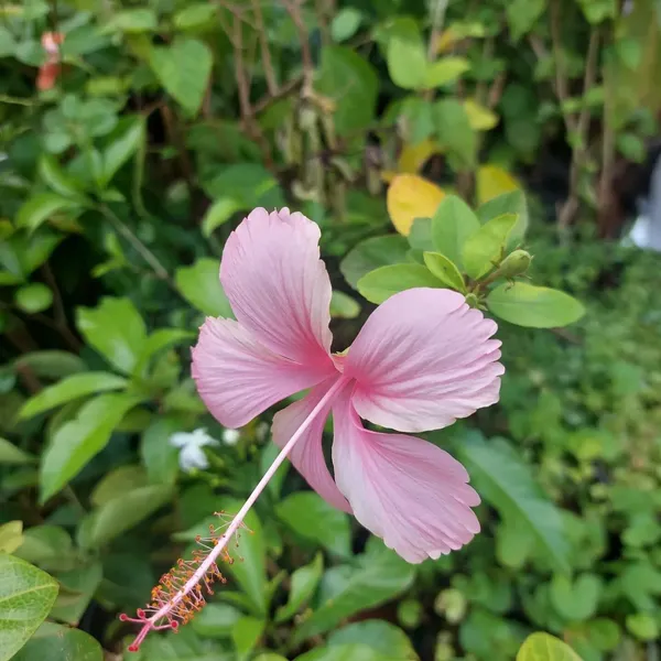Hibiscus_Plant_(Hybrid,_Pack_of_1)