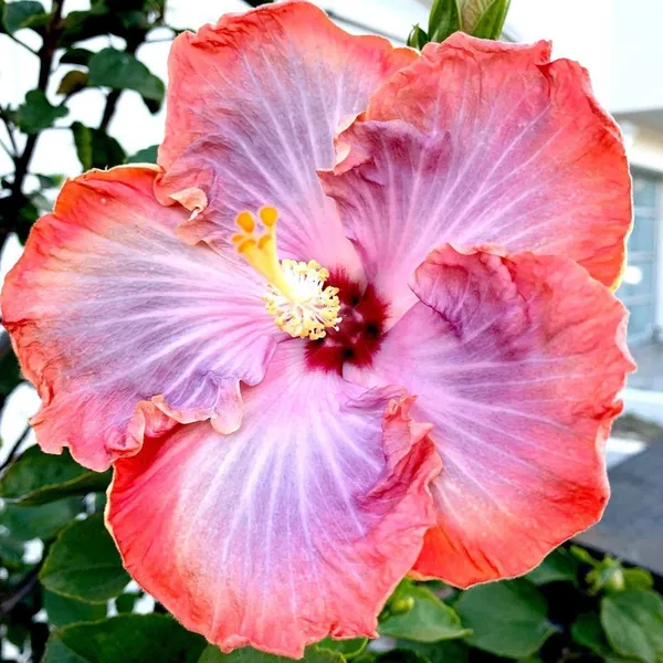 Hibiscus_Plant_(Hybrid,_Pack_of_1)