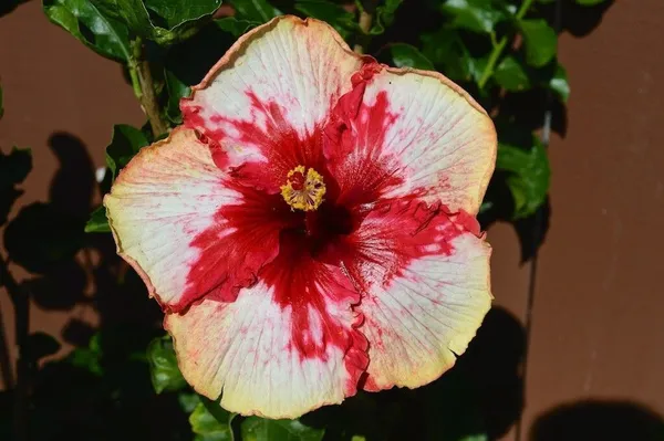 Hibiscus_Plant_(Hybrid,_Pack_of_1)