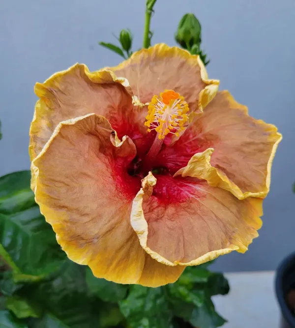 Hibiscus_Plant_(Hybrid,_Pack_of_1)