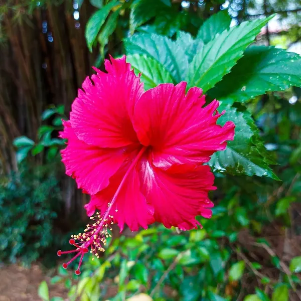Hibiscus_Plant_(Hybrid,_Pack_of_1)