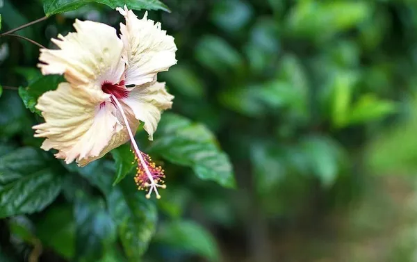 Hibiscus_Plant_(Hybrid,_Pack_of_1)
