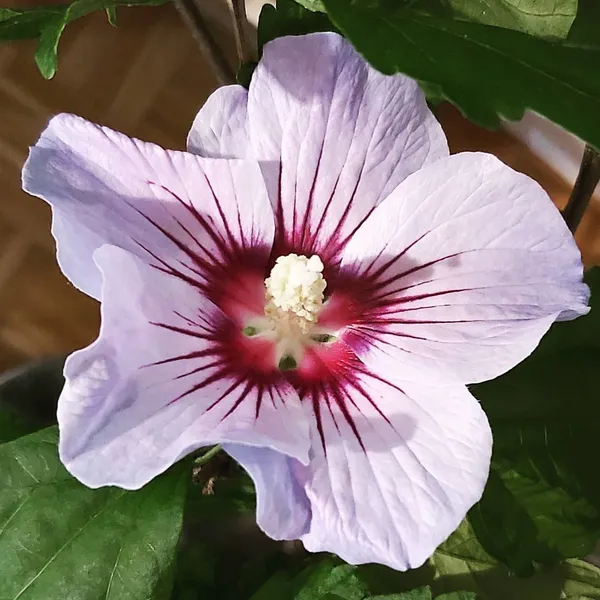 Hibiscus_Plant_(Hybrid,_Pack_of_1)