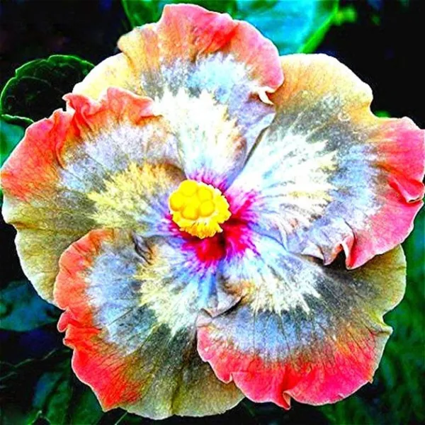 Hibiscus_Plant_(Hybrid,_Pack_of_1)