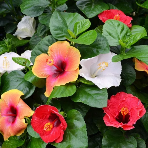 Hibiscus_Plant_(Hybrid,_Pack_of_1)