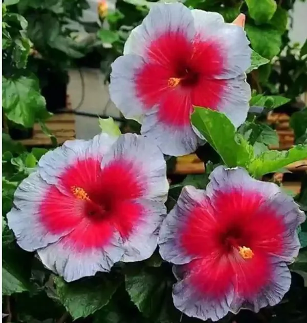 Hibiscus_Plant_(Hybrid,_Pack_of_1)