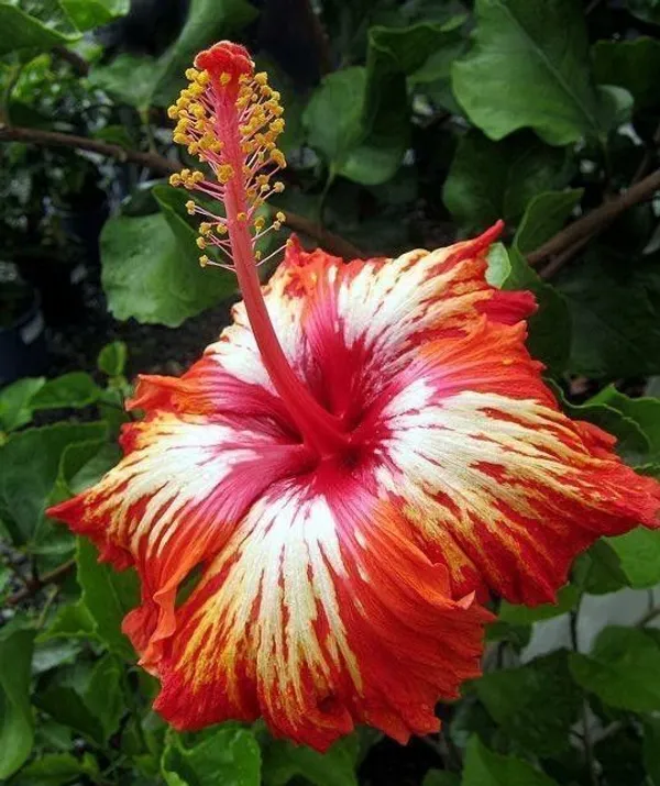 Hibiscus_Plant_(Hybrid,_Pack_of_1)