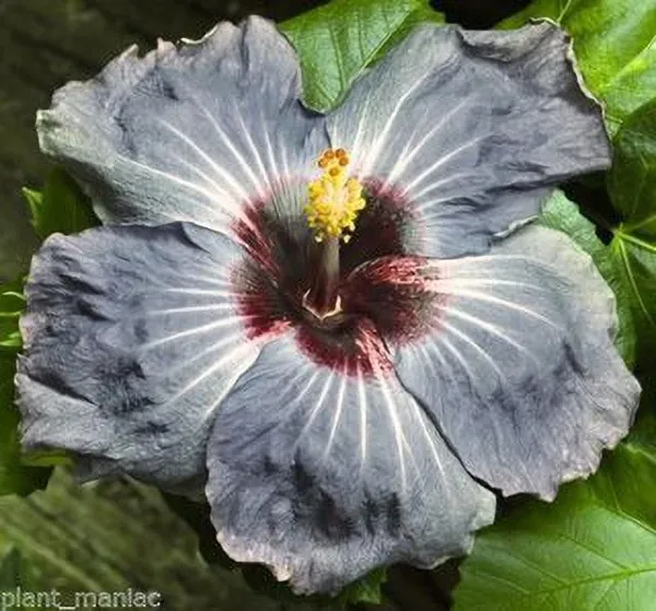 Hibiscus_Plant_(Hybrid,_Pack_of_1)