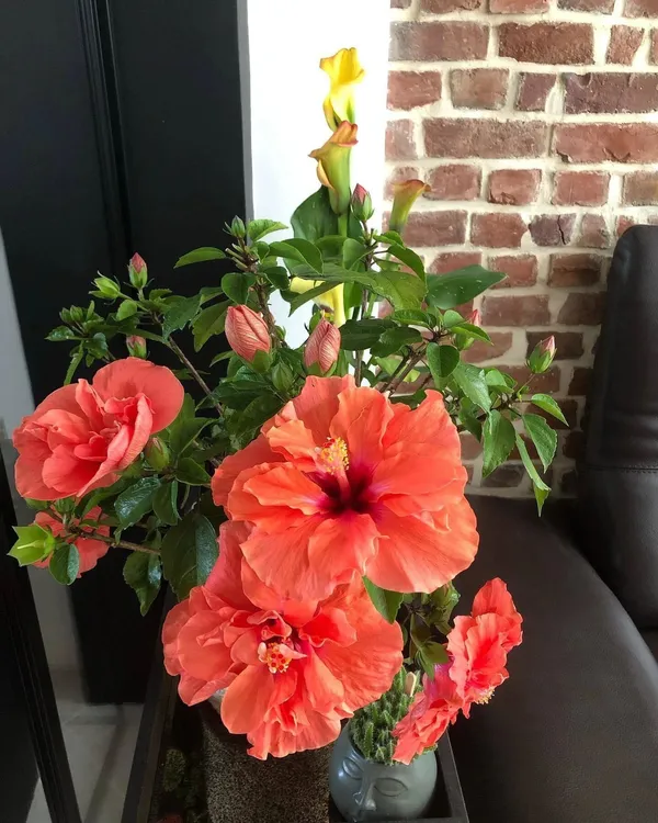 Hibiscus_Plant_(Hybrid,_Pack_of_1)
