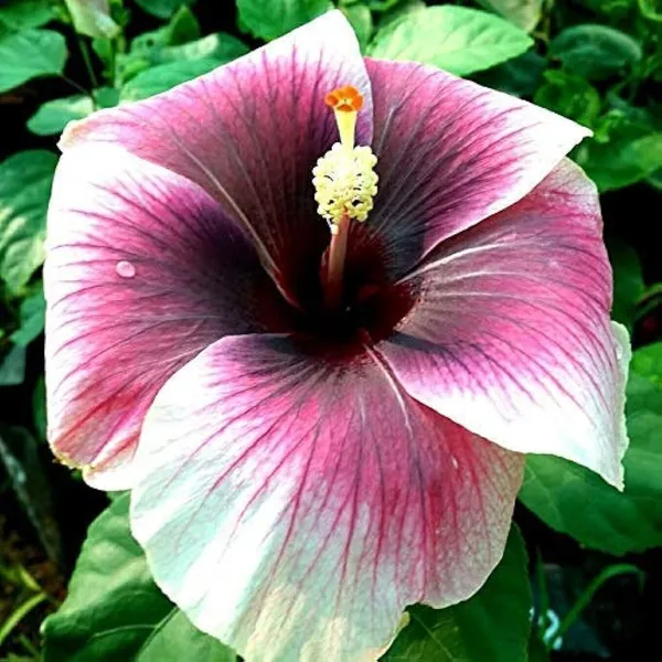 Hibiscus_Plant_(Hybrid,_Pack_of_1)