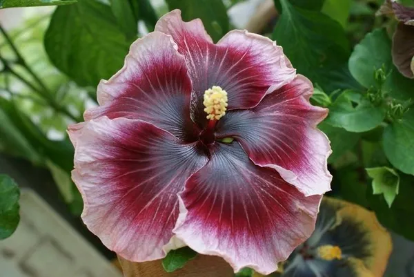 Hibiscus_Plant_(Hybrid,_Pack_of_1)