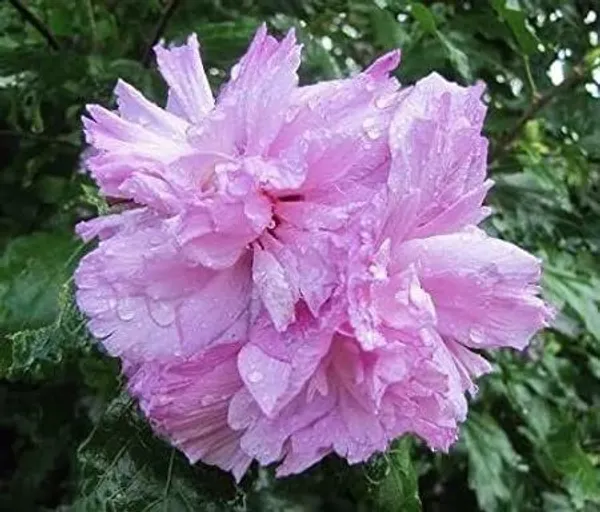 Hibiscus_Plant_(Hybrid,_Pack_of_1)