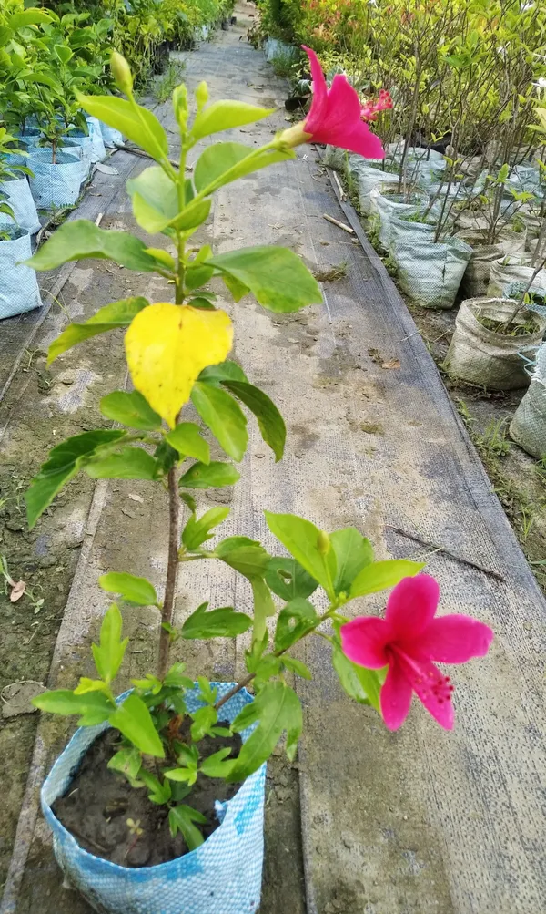 Hibiscus_Plant_(Hybrid,_Pack_of_1)
