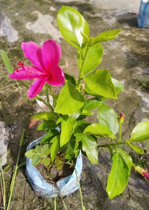 Hibiscus_Plant_(Hybrid,_Pack_of_1)