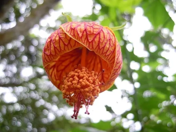 Hibiscus_Plant_(Hybrid,_Pack_of_1)