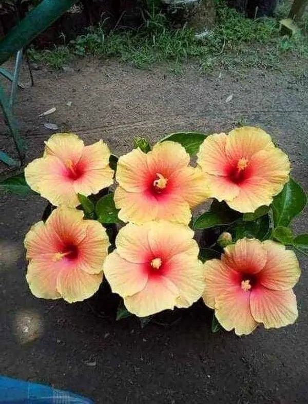 Hibiscus_Plant_(Hybrid,_Pack_of_1)