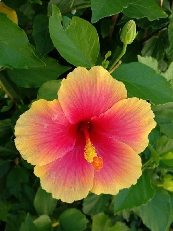 Hibiscus_Plant_(Hybrid,_Pack_of_1)