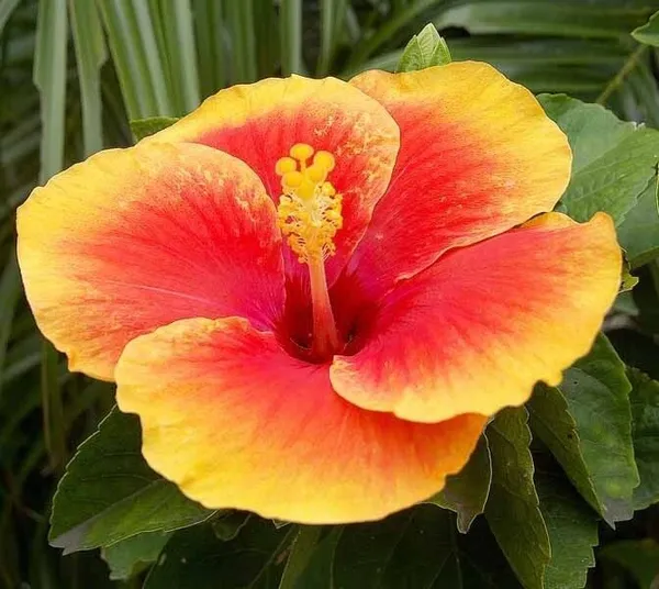 Hibiscus_Plant_(Hybrid,_Pack_of_1)