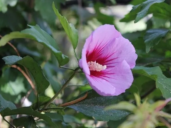 Hibiscus_Plant_(Hybrid,_Pack_of_1)