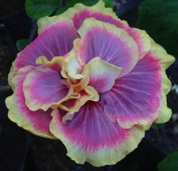 Hibiscus_Plant_(Hybrid,_Pack_of_1)