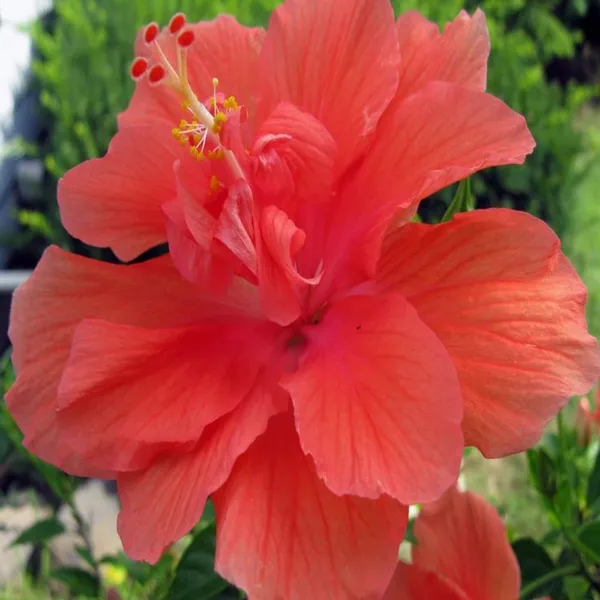Hibiscus_Plant_(Hybrid,_Pack_of_1)