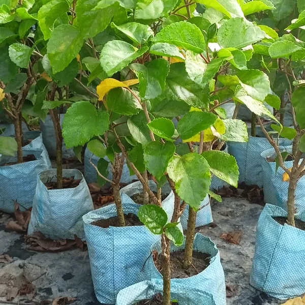 Hibiscus_Plant_(Hybrid,_Pack_of_1)