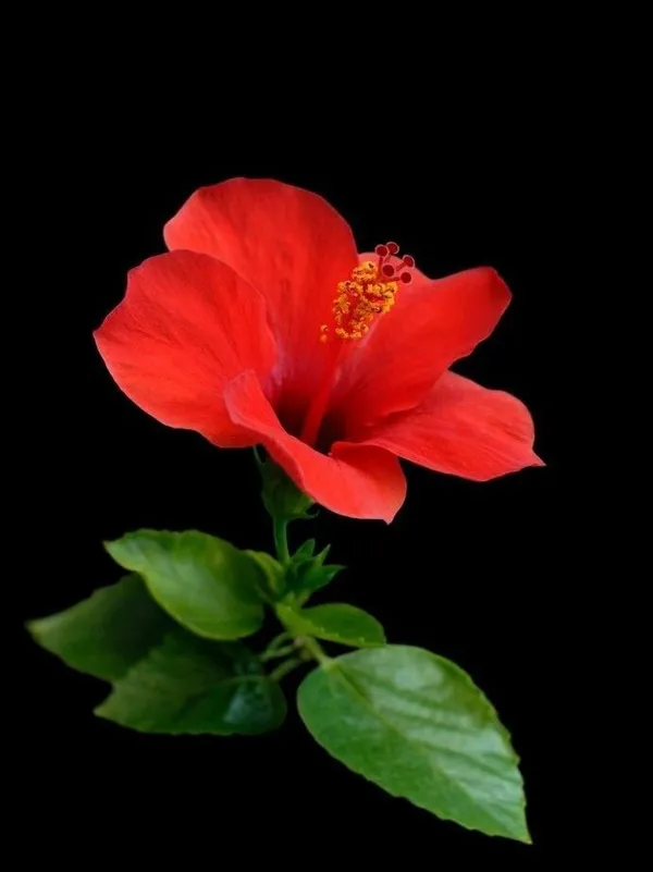 Hibiscus_Plant_(Hybrid,_Pack_of_1)