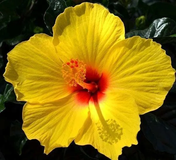 Hibiscus_Plant_(Hybrid,_Pack_of_1)