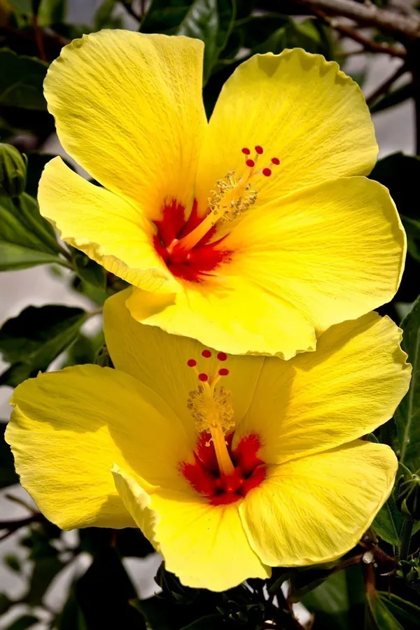 Hibiscus_Plant_(Hybrid,_Pack_of_1)