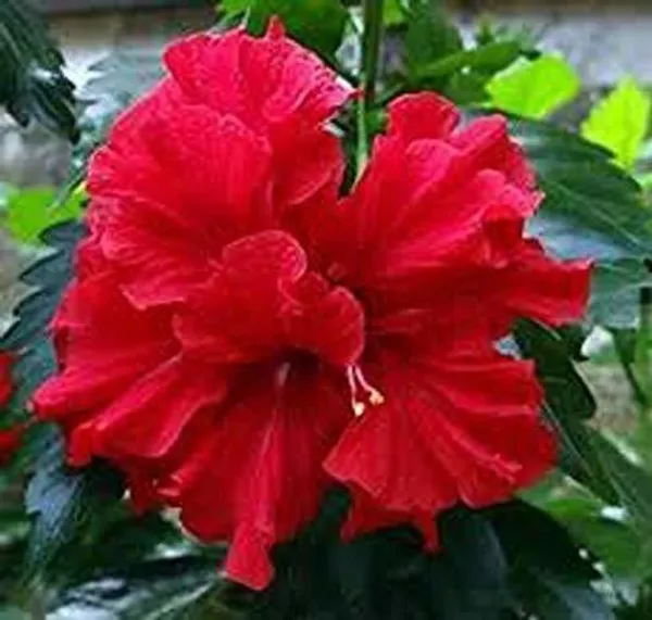 Hibiscus_Plant_(Hybrid,_Pack_of_1)