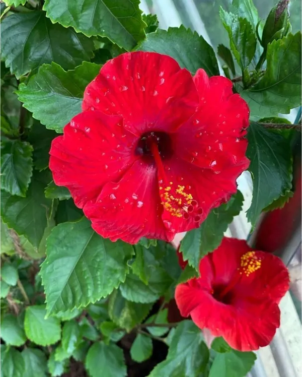 Hibiscus_Plant_(Hybrid,_Pack_of_1)