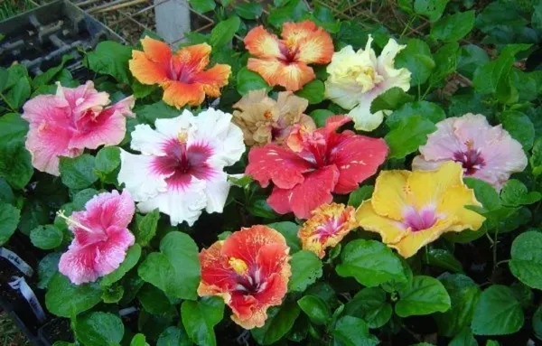 Hibiscus_Plant_(Hybrid,_Pack_of_1)