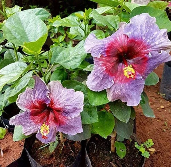 Hibiscus_Plant_(Hybrid,_Pack_of_1)