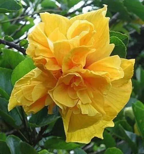 Hibiscus_Plant_(Hybrid,_Pack_of_1)