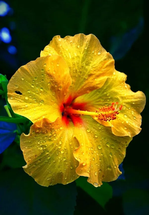 Hibiscus_Plant_(Hybrid,_Pack_of_1)