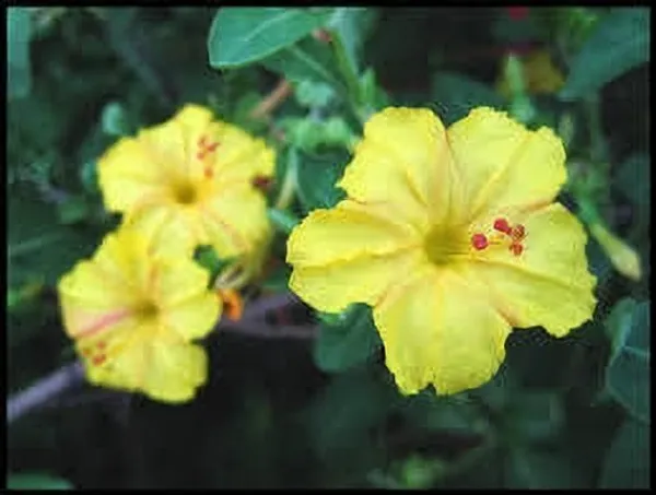 Hibiscus_Plant_(Hybrid,_Pack_of_1)