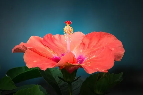 Hibiscus_Plant_(Hybrid,_Pack_of_1)