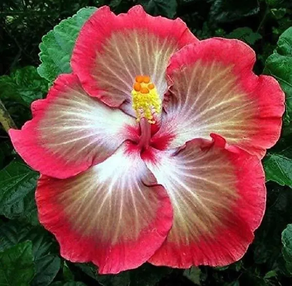 Hibiscus_Plant_(Hybrid,_Pack_of_1)