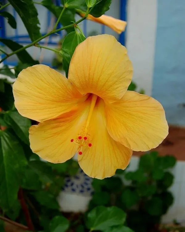 Hibiscus_Plant_(Hybrid,_Pack_of_1)