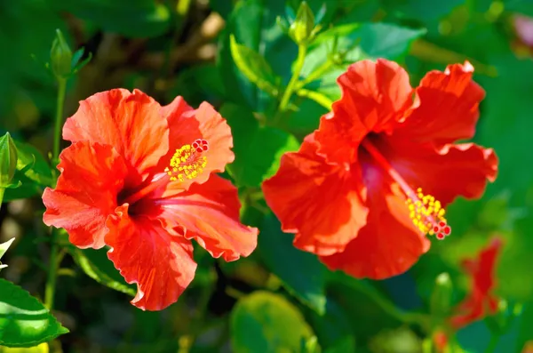 Hibiscus_Plant_(Hybrid,_Pack_of_1)