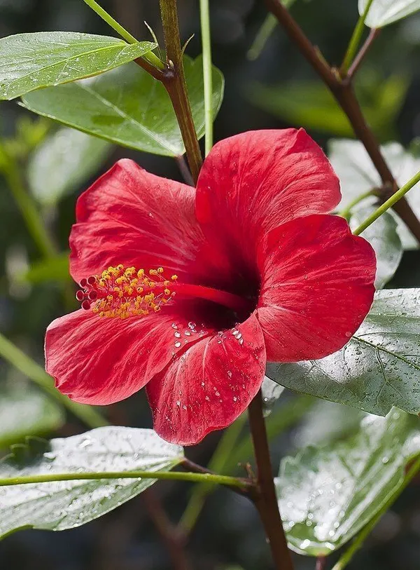 Hibiscus_Plant_(Hybrid,_Pack_of_1)