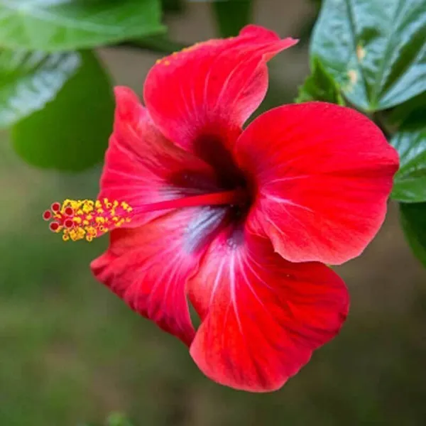 Hibiscus_Plant_(Hybrid,_Pack_of_1)