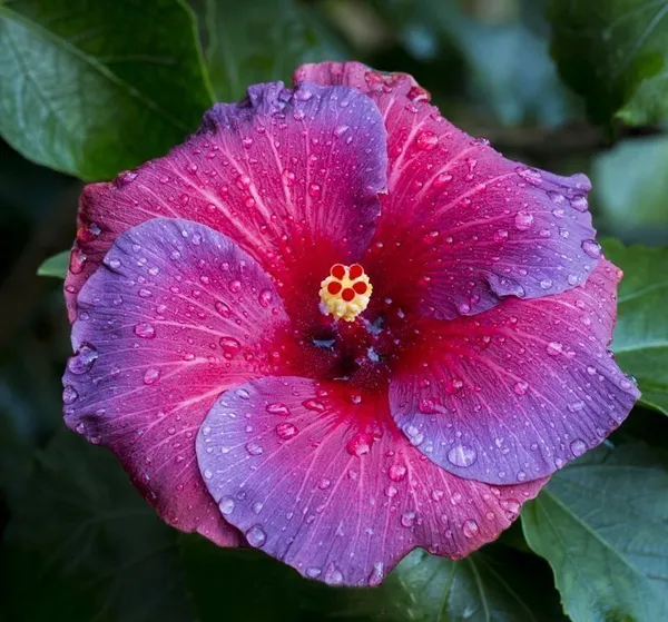 Hibiscus_Plant_(Hybrid,_Pack_of_1)