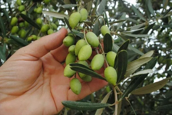 ZZ_Plant_(Hybrid,_Pack_of_1)