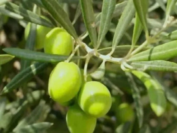 ZZ_Plant_(Hybrid,_Pack_of_1)