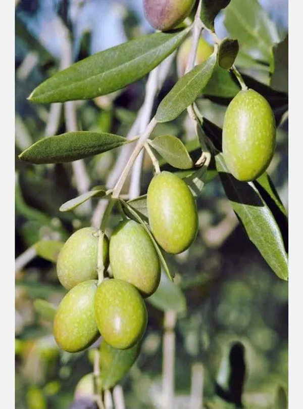 Amaltas_Plant_(Hybrid,_Pack_of_1)
