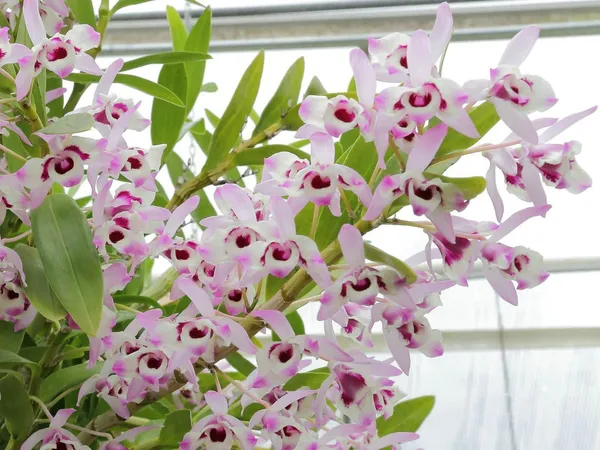Orchid_Plant_(Hybrid,_Pack_of_1)